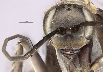 Media type: image;   Entomology 16232 Aspect: head frontal view